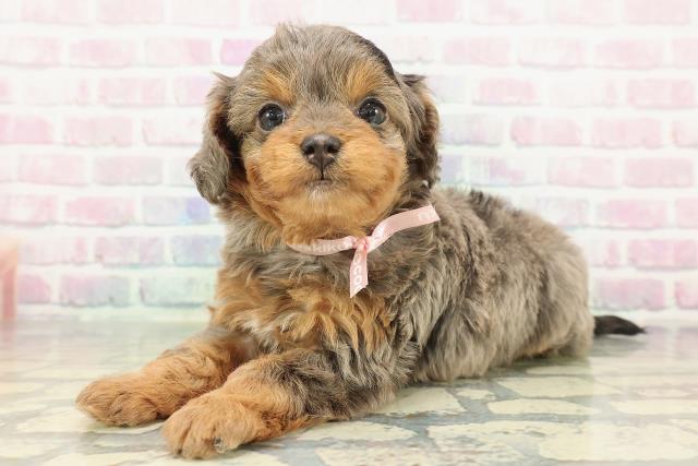 東京都のチワプー/プーチー(チワワ×プードル) (Coo&RIKU武蔵小山店/2026年1月3日生まれ/女の子/ブルーマール)の子犬の2枚目の画像