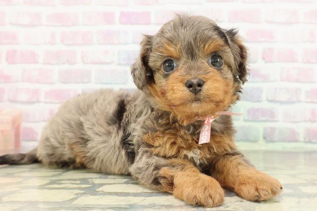 東京都のチワプー/プーチー(チワワ×プードル) (Coo&RIKU武蔵小山店/2026年1月3日生まれ/女の子/ブルーマール)の子犬の3枚目の画像