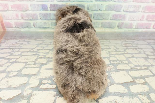 東京都のチワプー/プーチー(チワワ×プードル) (Coo&RIKU武蔵小山店/2026年1月3日生まれ/女の子/ブルーマール)の子犬の4枚目の画像