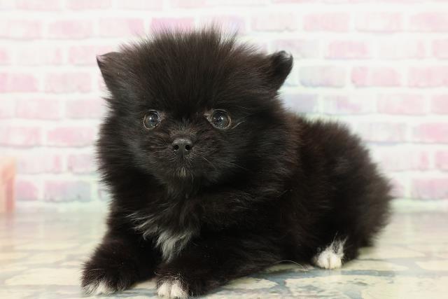 長野県のポメラニアン (Coo&RIKU松本店/2025年12月27日生まれ/男の子/ブラック)の子犬の2枚目の画像