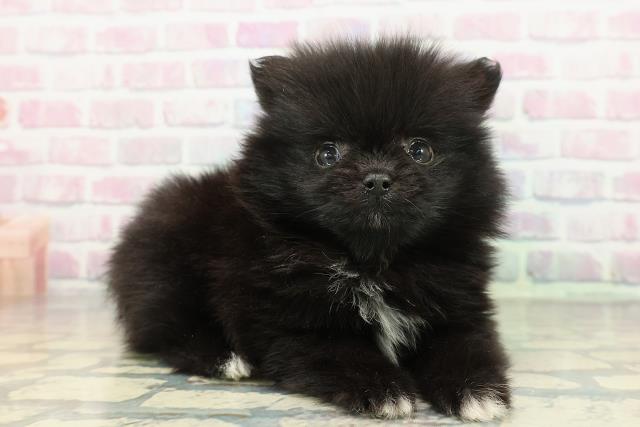 長野県のポメラニアン (Coo&RIKU松本店/2025年12月27日生まれ/男の子/ブラック)の子犬の3枚目の画像