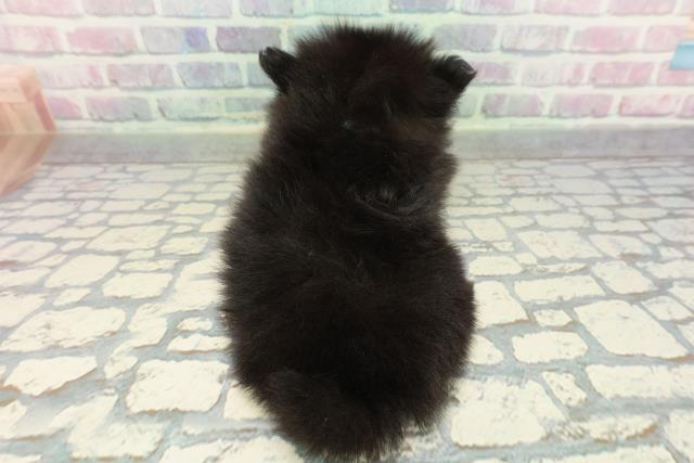 長野県のポメラニアン (Coo&RIKU松本店/2025年12月27日生まれ/男の子/ブラック)の子犬の4枚目の画像
