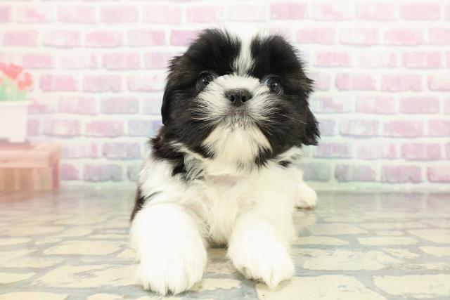 埼玉県のシーズー (Coo&RIKU桶川店/2026年1月3日生まれ/男の子/ブラックホワイト)の子犬の1枚目の画像