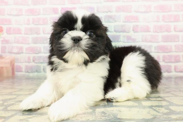 埼玉県のシーズー (Coo&RIKU桶川店/2026年1月3日生まれ/男の子/ブラックホワイト)の子犬の2枚目の画像