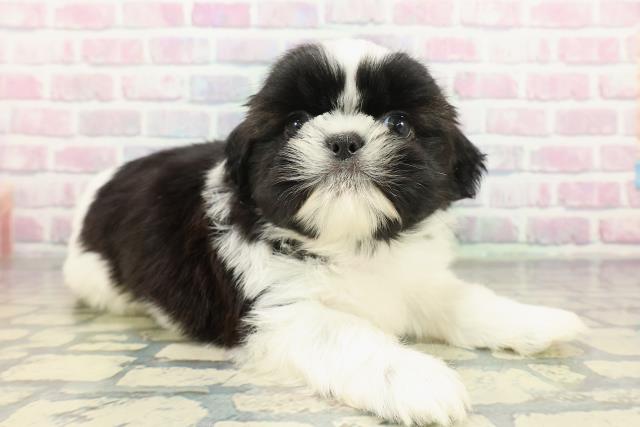 埼玉県のシーズー (Coo&RIKU桶川店/2026年1月3日生まれ/男の子/ブラックホワイト)の子犬の3枚目の画像