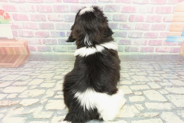 埼玉県のシーズー (Coo&RIKU桶川店/2026年1月3日生まれ/男の子/ブラックホワイト)の子犬の4枚目の画像