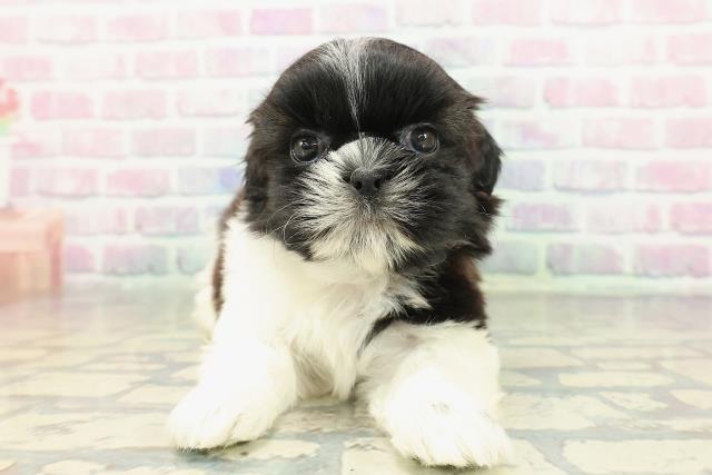 埼玉県のシーズー (Coo&RIKU所沢店/2026年1月3日生まれ/女の子/ブラウンホワイト)の子犬の1枚目の画像