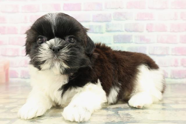 埼玉県のシーズー (Coo&RIKU所沢店/2026年1月3日生まれ/女の子/ブラウンホワイト)の子犬の2枚目の画像