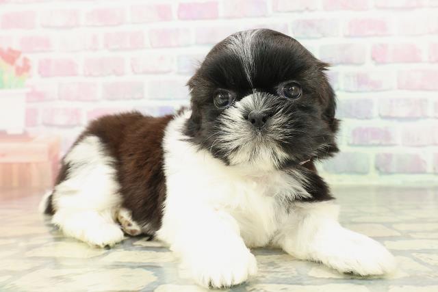 埼玉県のシーズー (Coo&RIKU所沢店/2026年1月3日生まれ/女の子/ブラウンホワイト)の子犬の3枚目の画像