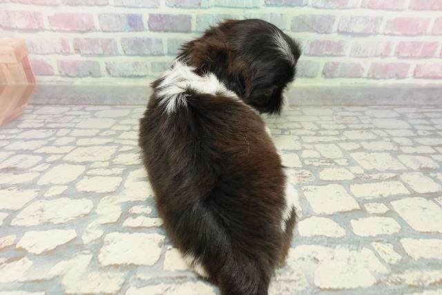 埼玉県のシーズー (Coo&RIKU所沢店/2026年1月3日生まれ/女の子/ブラウンホワイト)の子犬の4枚目の画像