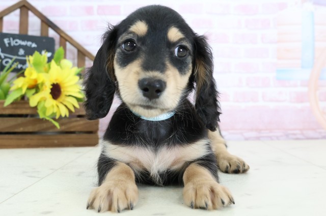 ミニチュア・ダックスフンド