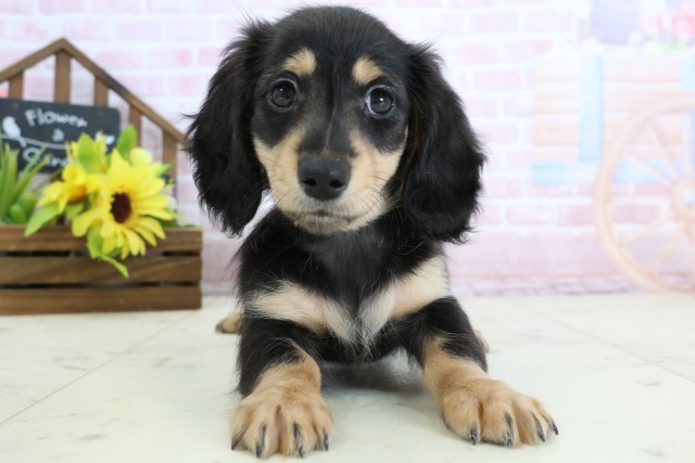 熊本県のミニチュアダックスフンド(ロング) (Coo&RIKU宇土シティモール店/2026年1月1日生まれ/男の子/ブラックタン)の子犬の1枚目の画像