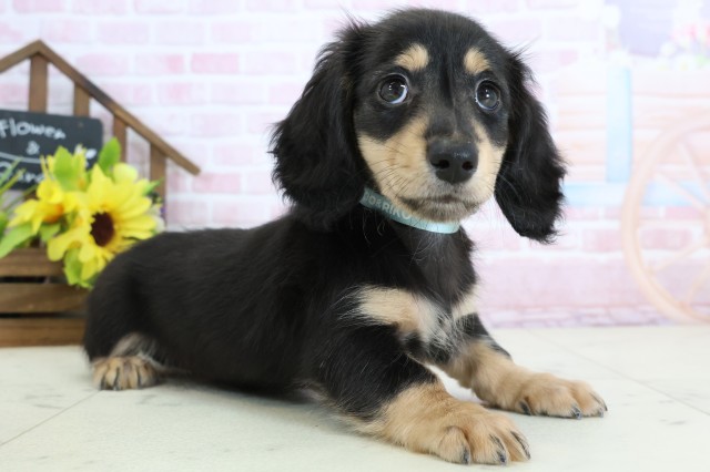 熊本県のミニチュアダックスフンド(ロング) (Coo&RIKU宇土シティモール店/2026年1月1日生まれ/男の子/ブラックタン)の子犬の2枚目の画像