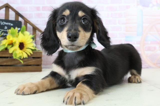 熊本県のミニチュアダックスフンド(ロング) (Coo&RIKU宇土シティモール店/2026年1月1日生まれ/男の子/ブラックタン)の子犬の3枚目の画像