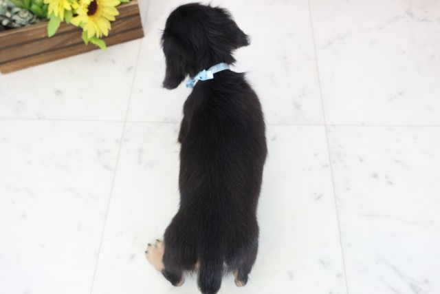 熊本県のミニチュアダックスフンド(ロング) (Coo&RIKU宇土シティモール店/2026年1月1日生まれ/男の子/ブラックタン)の子犬の4枚目の画像