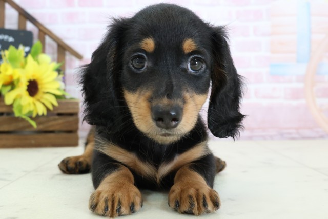 ミニチュア・ダックスフンド