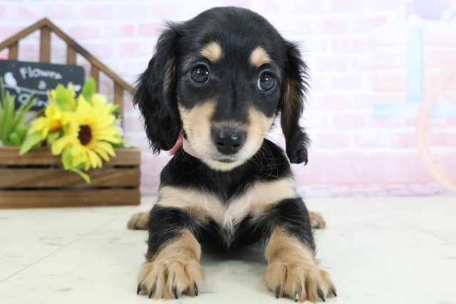 鳥取県のミニチュアダックスフンド(ロング) (Coo&RIKUラ・ムー鳥取東店/2026年1月1日生まれ/女の子/ブラックタン)の子犬の1枚目の画像