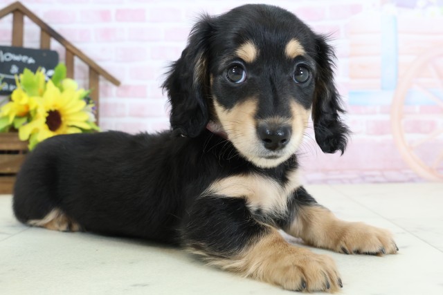 鳥取県のミニチュアダックスフンド(ロング) (Coo&RIKUラ・ムー鳥取東店/2026年1月1日生まれ/女の子/ブラックタン)の子犬の2枚目の画像