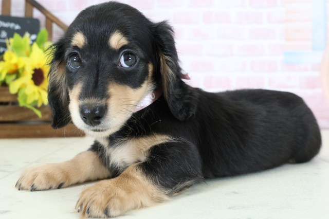 鳥取県のミニチュアダックスフンド(ロング) (Coo&RIKUラ・ムー鳥取東店/2026年1月1日生まれ/女の子/ブラックタン)の子犬の3枚目の画像