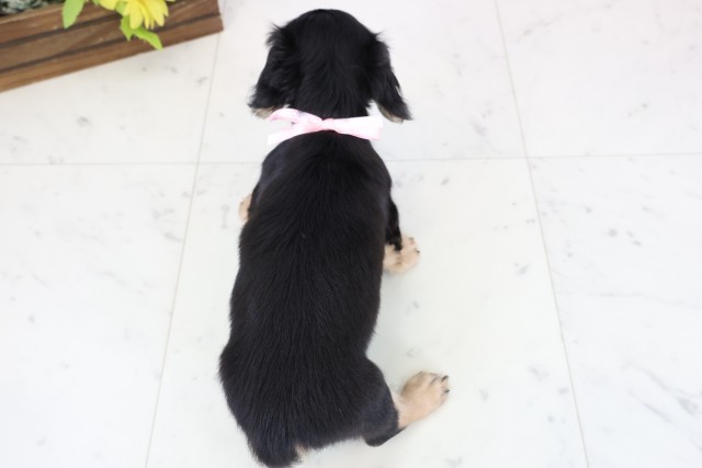 鳥取県のミニチュアダックスフンド(ロング) (Coo&RIKUラ・ムー鳥取東店/2026年1月1日生まれ/女の子/ブラックタン)の子犬の4枚目の画像