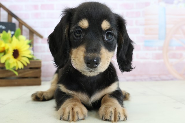 広島県のミニチュアダックスフンド(ロング) (Coo&RIKU広島中央店/2026年1月1日生まれ/女の子/ブラックタン)の子犬の1枚目の画像