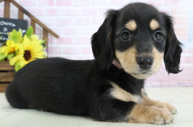 広島県のミニチュアダックスフンド(ロング) (Coo&RIKU広島中央店/2026年1月1日生まれ/女の子/ブラックタン)の子犬の2枚目の画像