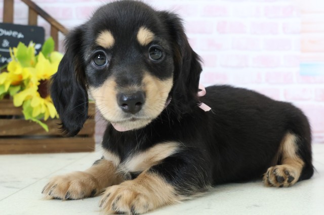 広島県のミニチュアダックスフンド(ロング) (Coo&RIKU広島中央店/2026年1月1日生まれ/女の子/ブラックタン)の子犬の3枚目の画像