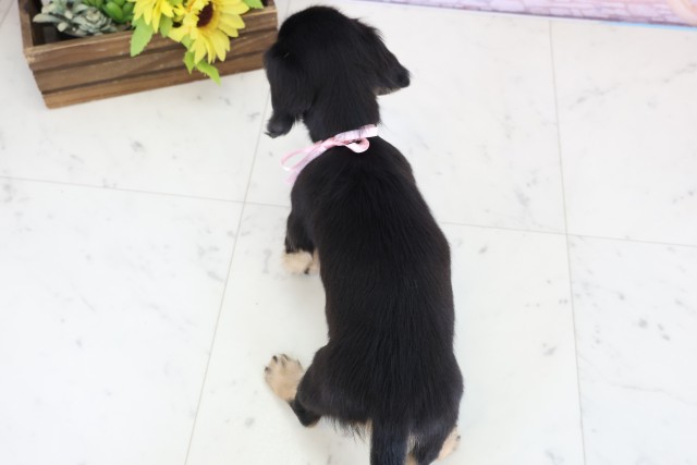 広島県のミニチュアダックスフンド(ロング) (Coo&RIKU広島中央店/2026年1月1日生まれ/女の子/ブラックタン)の子犬の4枚目の画像