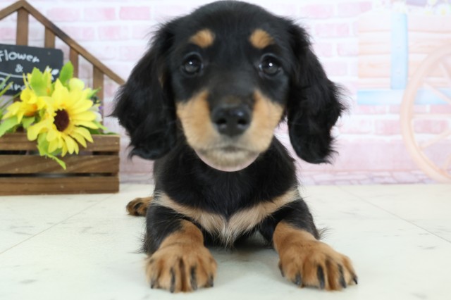 熊本県のミニチュアダックスフンド(ロング) (Coo&RIKUカリーノ玉名店/2026年1月1日生まれ/女の子/ブラックタン)の子犬の1枚目の画像