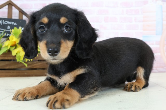 熊本県のミニチュアダックスフンド(ロング) (Coo&RIKUカリーノ玉名店/2026年1月1日生まれ/女の子/ブラックタン)の子犬の3枚目の画像