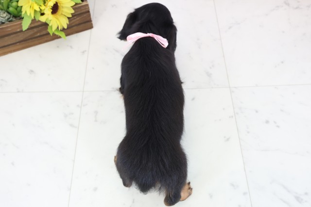 熊本県のミニチュアダックスフンド(ロング) (Coo&RIKUカリーノ玉名店/2026年1月1日生まれ/女の子/ブラックタン)の子犬の4枚目の画像