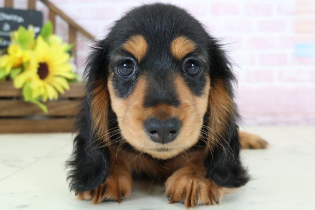 広島県のカニンヘンダックスフンド(ロング) (Coo&RIKUゆめタウン大竹店/2026年1月2日生まれ/女の子/ブラックタン)の子犬の1枚目の画像