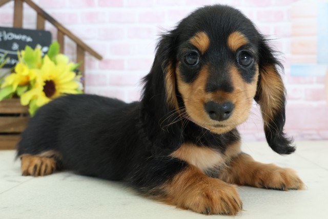 広島県のカニンヘンダックスフンド(ロング) (Coo&RIKUゆめタウン大竹店/2026年1月2日生まれ/女の子/ブラックタン)の子犬の2枚目の画像