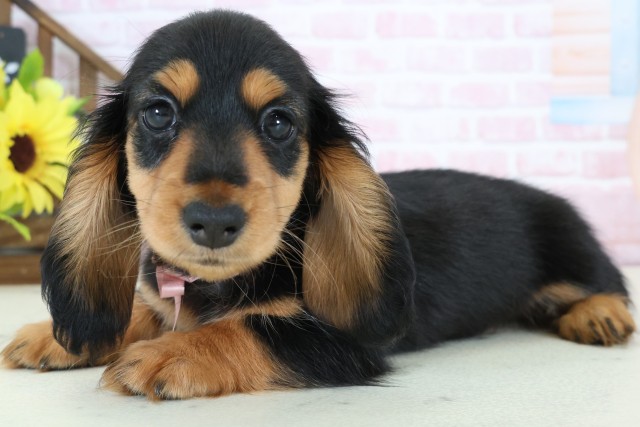 広島県のカニンヘンダックスフンド(ロング) (Coo&RIKUゆめタウン大竹店/2026年1月2日生まれ/女の子/ブラックタン)の子犬の3枚目の画像