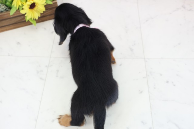 広島県のカニンヘンダックスフンド(ロング) (Coo&RIKUゆめタウン大竹店/2026年1月2日生まれ/女の子/ブラックタン)の子犬の4枚目の画像