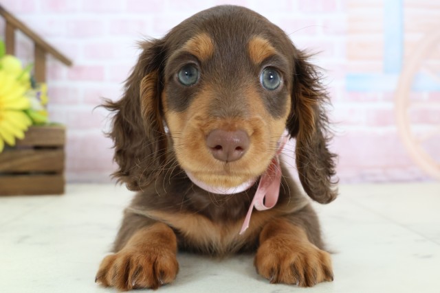広島県のカニンヘンダックスフンド(ロング) (Coo&RIKU広島中央店/2026年1月2日生まれ/女の子/チョコレートタン)の子犬の1枚目の画像