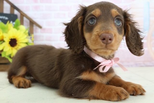 広島県のカニンヘンダックスフンド(ロング) (Coo&RIKU広島中央店/2026年1月2日生まれ/女の子/チョコレートタン)の子犬の2枚目の画像