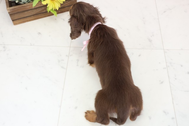 広島県のカニンヘンダックスフンド(ロング) (Coo&RIKU広島中央店/2026年1月2日生まれ/女の子/チョコレートタン)の子犬の4枚目の画像