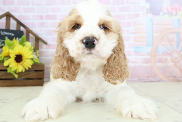 福岡県のアメリカンコッカースパニエル (Coo&RIKUゆめタウン飯塚店/2026年1月3日生まれ/男の子/レッドホワイト)の子犬の1枚目の画像