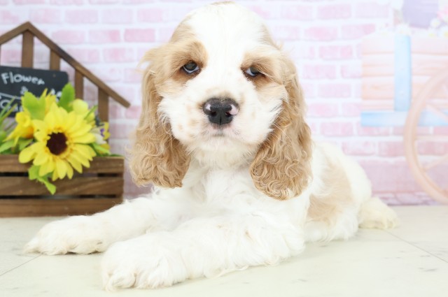 福岡県のアメリカンコッカースパニエル (Coo&RIKUゆめタウン飯塚店/2026年1月3日生まれ/男の子/レッドホワイト)の子犬の3枚目の画像