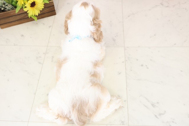 福岡県のアメリカンコッカースパニエル (Coo&RIKUゆめタウン飯塚店/2026年1月3日生まれ/男の子/レッドホワイト)の子犬の4枚目の画像