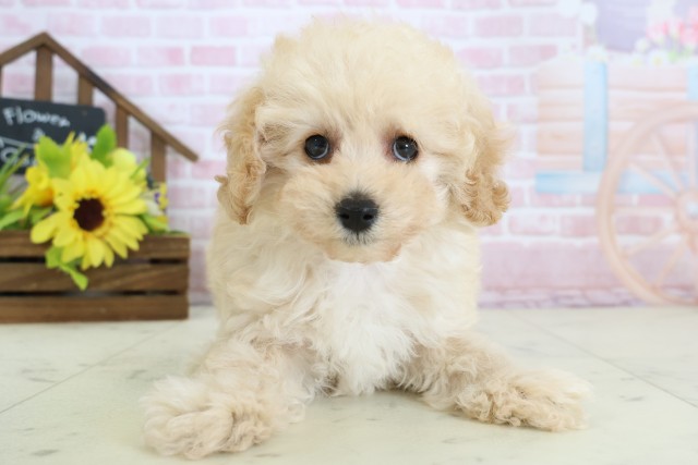 高知県のトイプードル(トイ) (Coo&RIKU高知御座店/2026年1月3日生まれ/女の子/ペールフォーン)の子犬の1枚目の画像