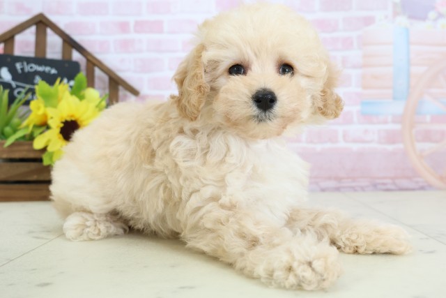 高知県のトイプードル(トイ) (Coo&RIKU高知御座店/2026年1月3日生まれ/女の子/ペールフォーン)の子犬の2枚目の画像