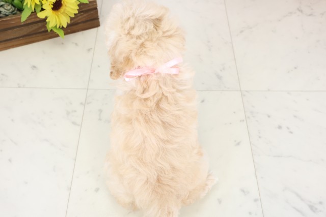 高知県のトイプードル(トイ) (Coo&RIKU高知御座店/2026年1月3日生まれ/女の子/ペールフォーン)の子犬の4枚目の画像