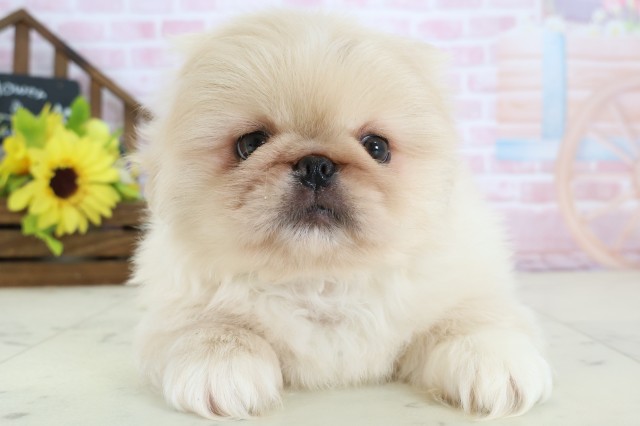 島根県のペキニーズ (Coo&RIKU出雲店/2026年1月4日生まれ/男の子/クリーム)の子犬の1枚目の画像