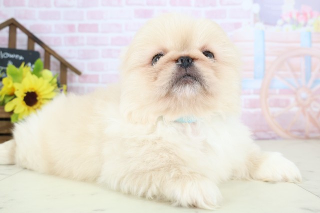 島根県のペキニーズ (Coo&RIKU出雲店/2026年1月4日生まれ/男の子/クリーム)の子犬の2枚目の画像