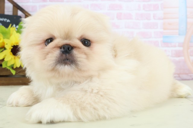 島根県のペキニーズ (Coo&RIKU出雲店/2026年1月4日生まれ/男の子/クリーム)の子犬の3枚目の画像