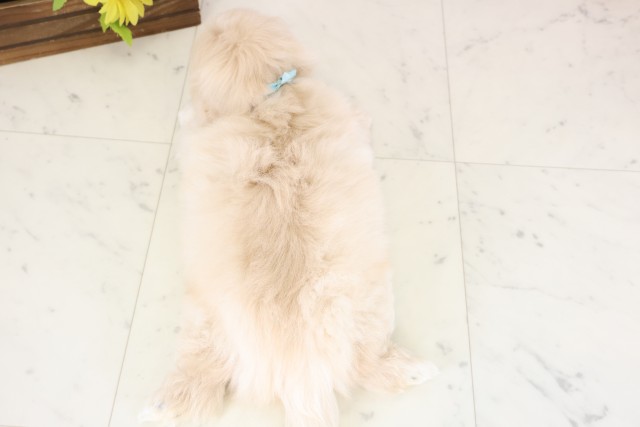 島根県のペキニーズ (Coo&RIKU出雲店/2026年1月4日生まれ/男の子/クリーム)の子犬の4枚目の画像
