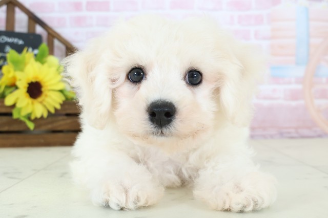 鳥取県のビションフリーゼ (Coo&RIKUラ・ムー鳥取東店/2025年12月28日生まれ/男の子/ホワイト)の子犬の1枚目の画像