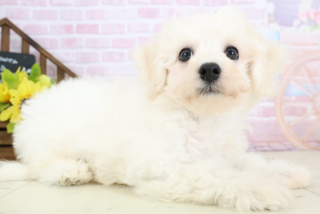 鳥取県のビションフリーゼ (Coo&RIKUラ・ムー鳥取東店/2025年12月28日生まれ/男の子/ホワイト)の子犬の2枚目の画像